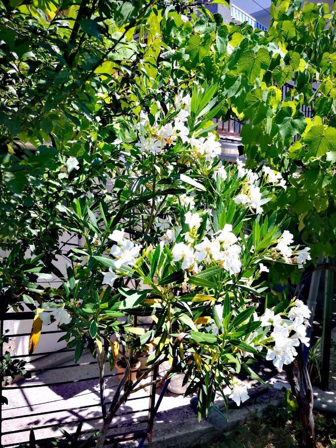 Apartment Eden ซริกเวนิซา ภายนอก รูปภาพ